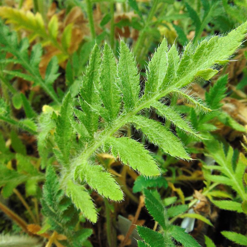 Papaver orientale Brilliant (Foliage)