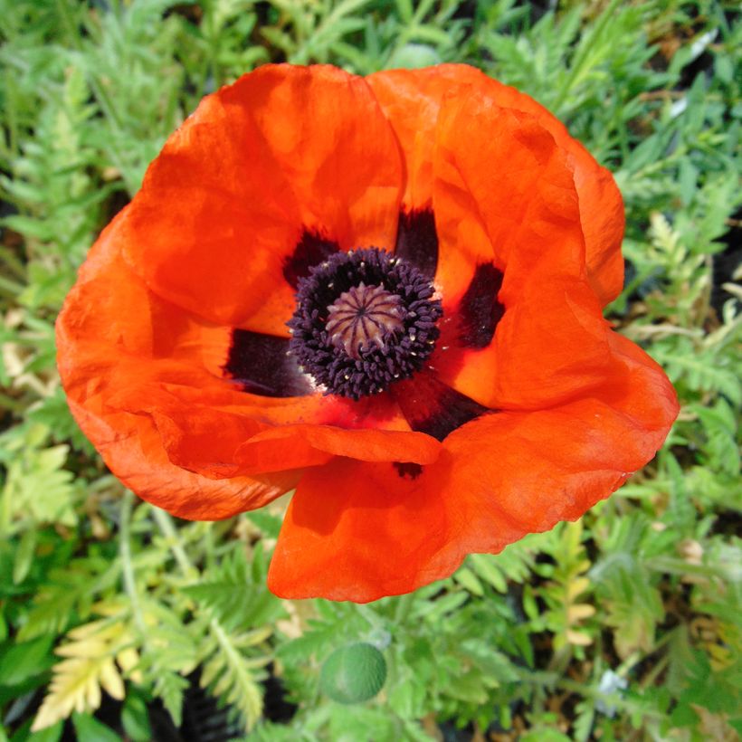 Papaver orientale Brilliant (Flowering)