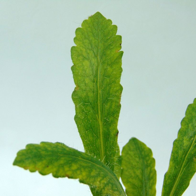 Papaver orientale Clochard - Oriental Poppy (Foliage)