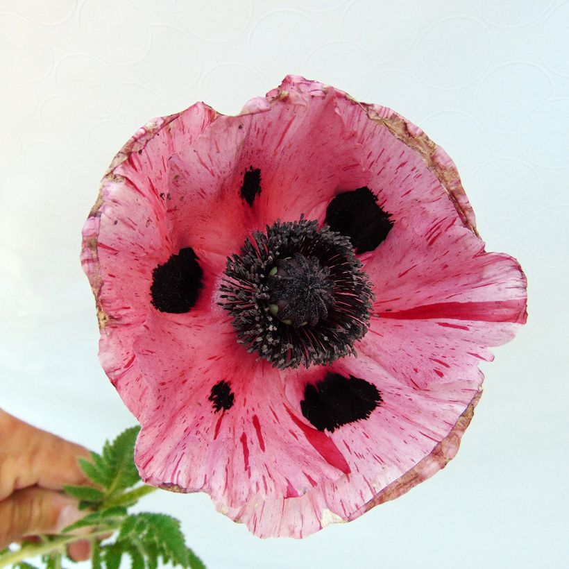 Papaver orientale Clochard - Oriental Poppy (Flowering)