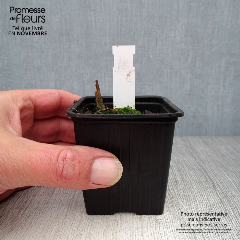 Papaver orientale Clochard - Oriental Poppy 8/9 cm pot sample as delivered in autumn