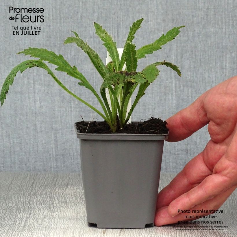 Papaver orientale Harvest Moon - Oriental Poppy 8/9 cm pot sample as delivered in summer