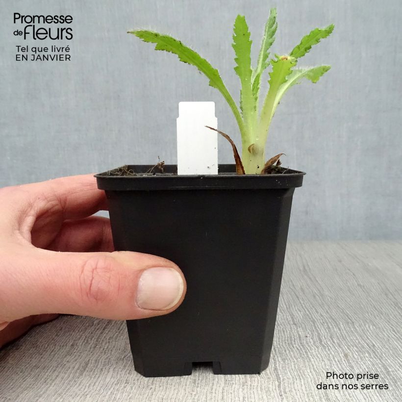 Papaver orientale Helen Elisabeth - Oriental Poppy 8/9 cm pot sample as delivered in winter