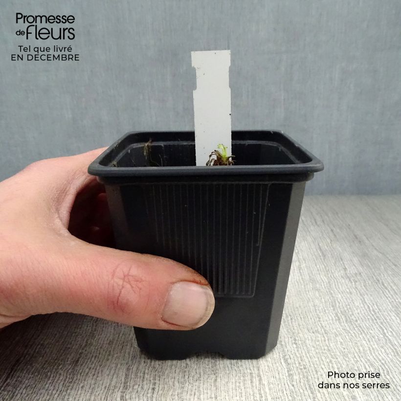 Papaver orientale Karine - Oriental Poppy sample as delivered in winter