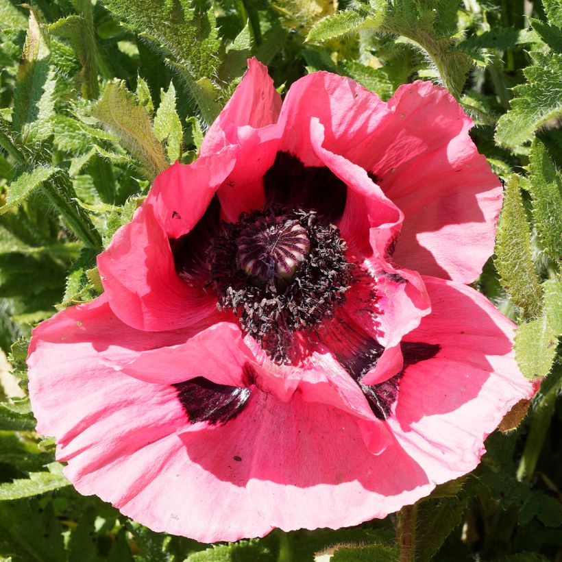 Papaver orientale Lilac Girl - Oriental Poppy (Flowering)