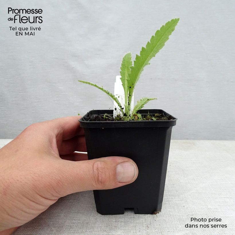 Papaver orientale Manhattan - Oriental Poppy sample as delivered in spring
