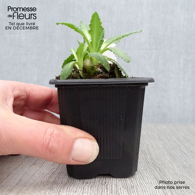 Papaver orientale Manhattan - Oriental Poppy 8/9 cm pot sample as delivered in winter