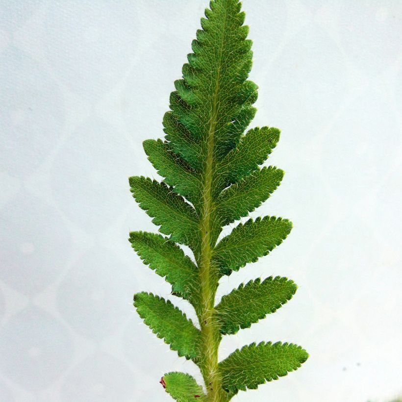 Papaver orientale Perrys White - Oriental Poppy (Foliage)