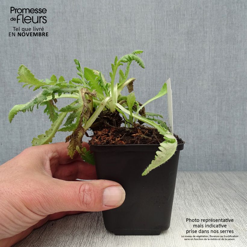Papaver orientale Picotee - Oriental Poppy 8/9 cm pot sample as delivered in autumn