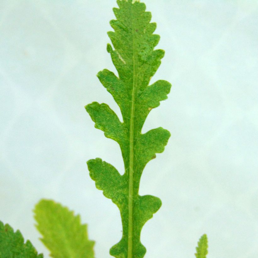 Papaver orientale Prinzessin Victoria Louise - Oriental Poppy (Foliage)