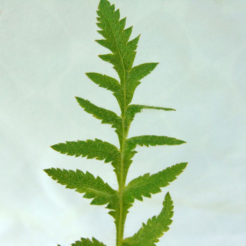 Papaver orientale Queen Alexandra - Oriental Poppy (Foliage)