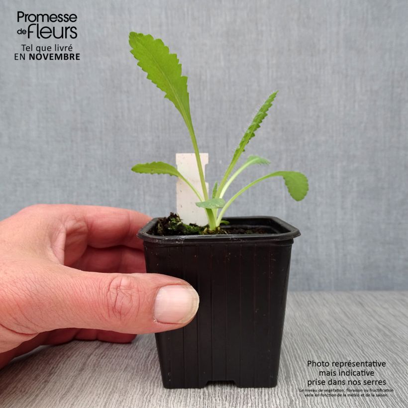 Papaver orientale 'Royal Chocolate Distinction' 8/9 cm pot sample as delivered in autumn