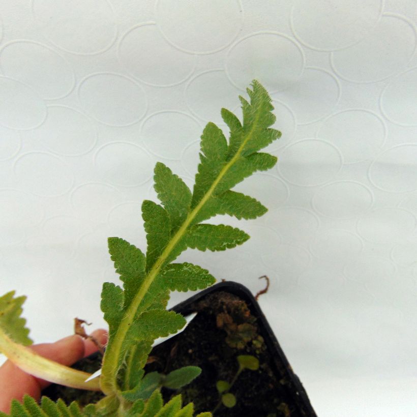 Papaver orientale Türkenlouis - Oriental Poppy (Foliage)