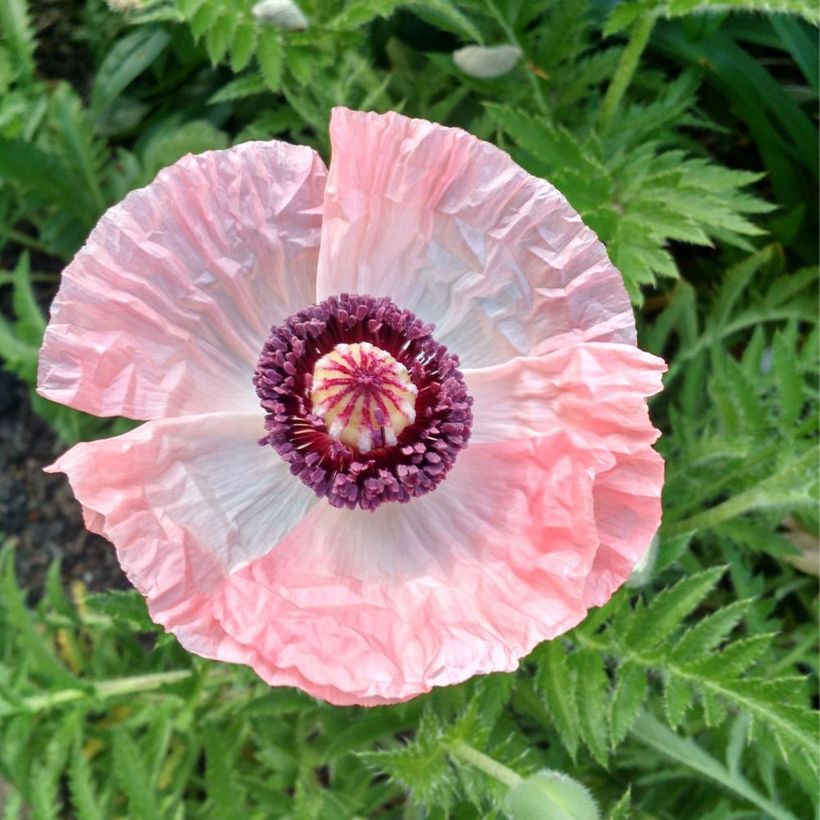 Papaver orientale Shasta - Oriental Poppy (Flowering)