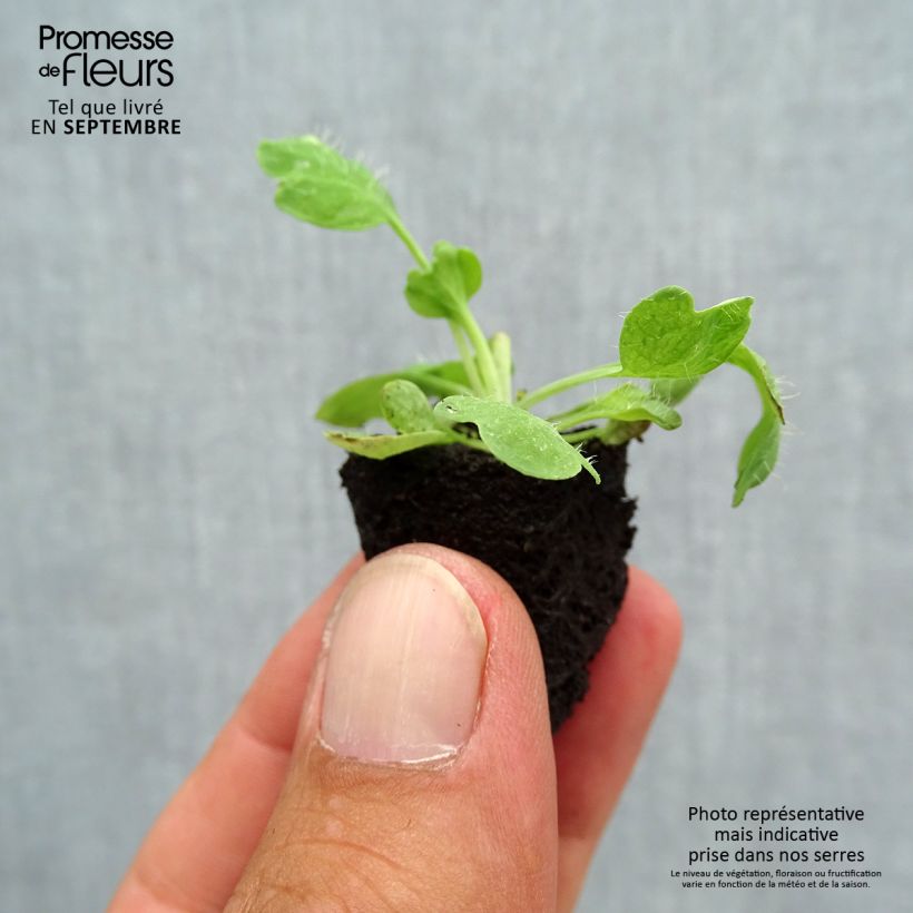 Papaver nudicaule Champagne Bubbles Mix Plug plant 3/4cm sample as delivered in autumn