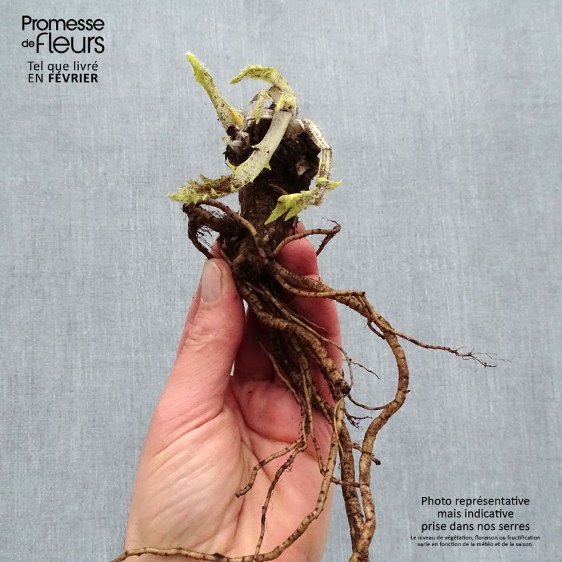 Papaver orientale Harlem - Oriental Poppy Bare root sample as delivered in winter