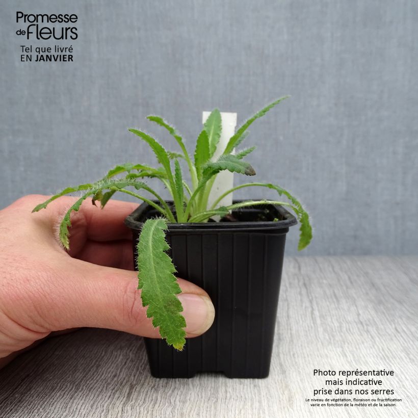 Papaver orientale Marlene - Oriental Poppy 8/9 cm pot sample as delivered in winter