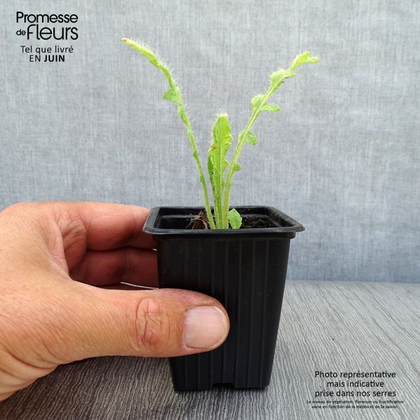 Papaver orientale Beauty of Livermere - Oriental Poppy 7/8 cm pot sample as delivered in summer