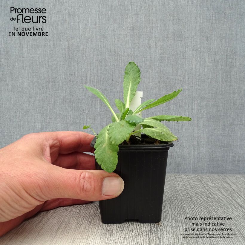 Papaver orientale Perrys White - Oriental Poppy 8/9 cm pot sample as delivered in autumn