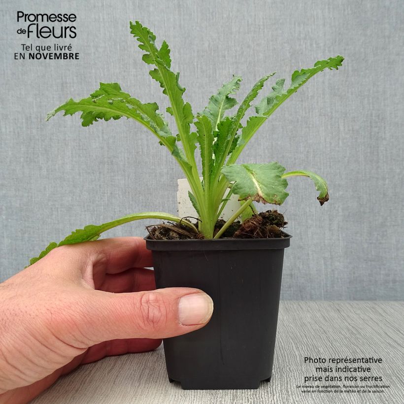 Papaver orientale Prinzessin Victoria Louise - Oriental Poppy 7/8 cm pot sample as delivered in autumn