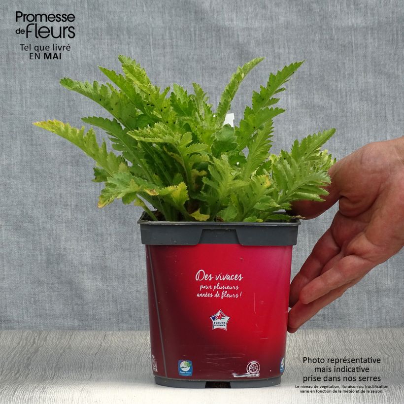 Papaver orientale Allegro - Oriental Poppy sample as delivered in spring