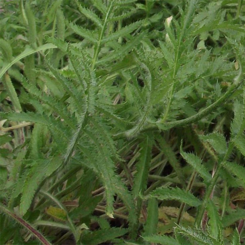 Papaver orientale 'Royal Chocolate Distinction' (Foliage)