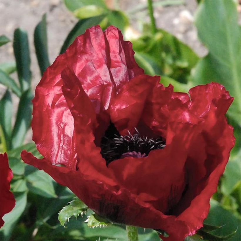 Papaver orientale 'Royal Chocolate Distinction' (Flowering)