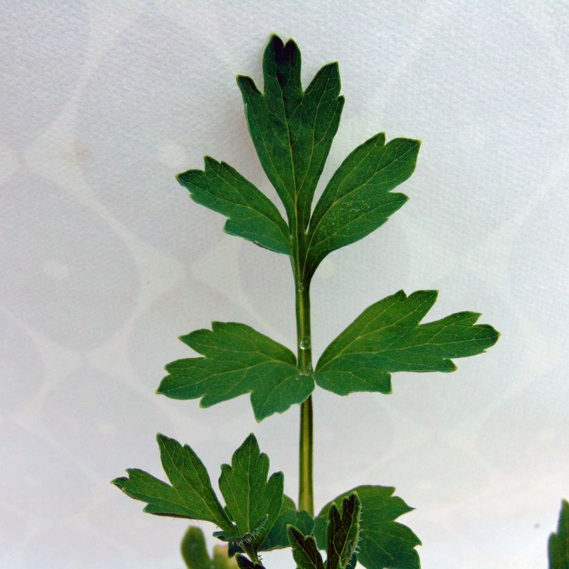 Meconopsis cambrica - Blue Poppy (Foliage)