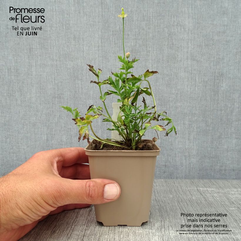 Meconopsis cambrica - Blue Poppy 8/9 cm pot sample as delivered in summer