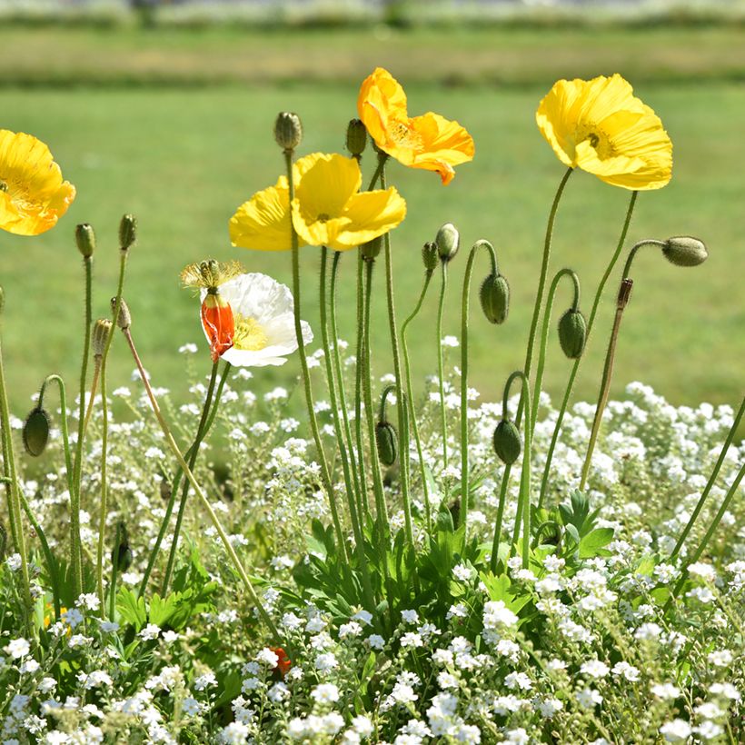 Meconopsis cambrica - Blue Poppy (Plant habit)