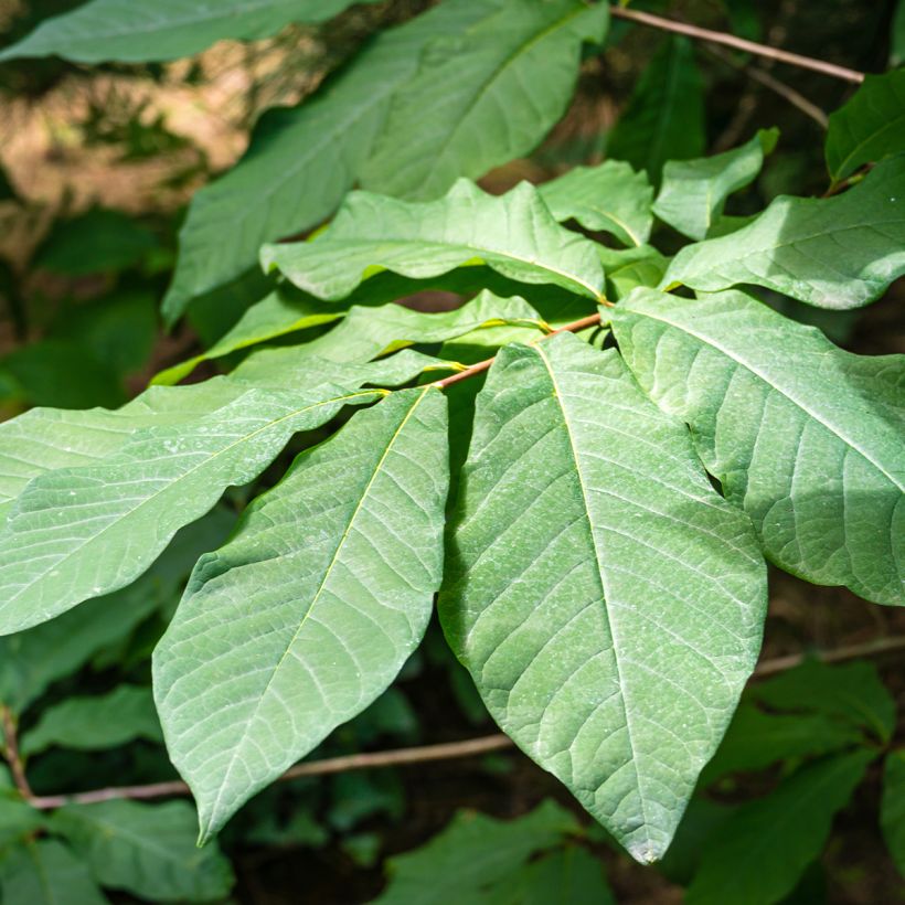 Asimina triloba Allegheny - Pawpaw (Foliage)