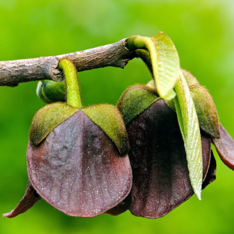 Asimina triloba Allegheny - Pawpaw (Flowering)