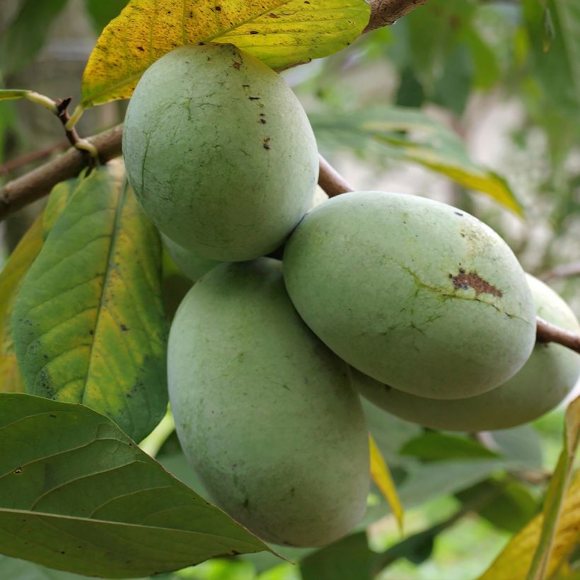 Asimina triloba Allegheny - Pawpaw (Harvest)