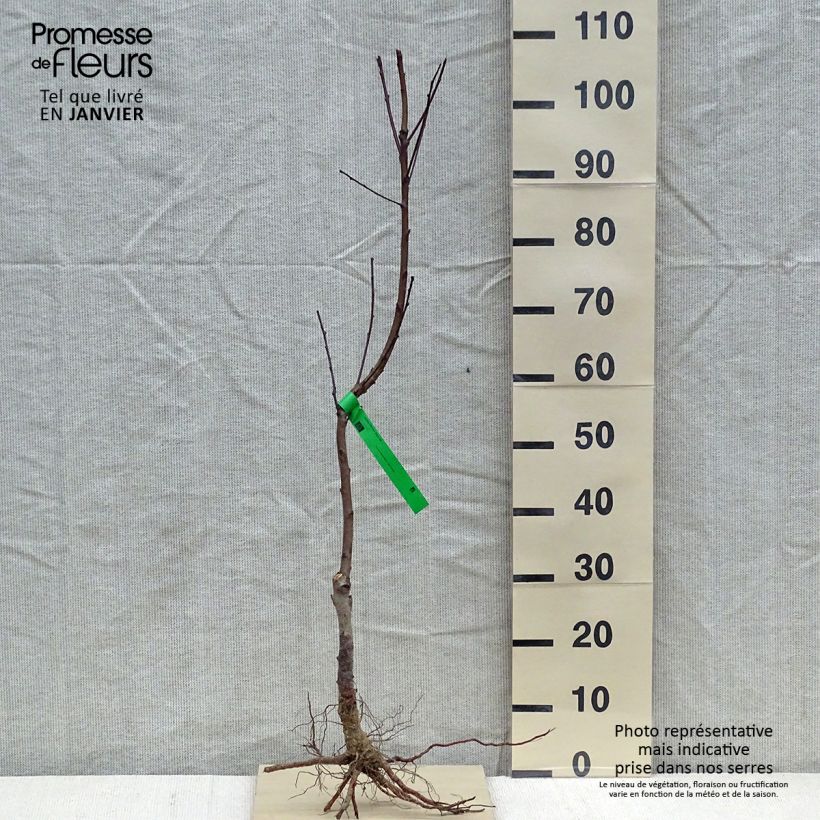 Prunus persica Amsden - Peach Tree sample as delivered in winter