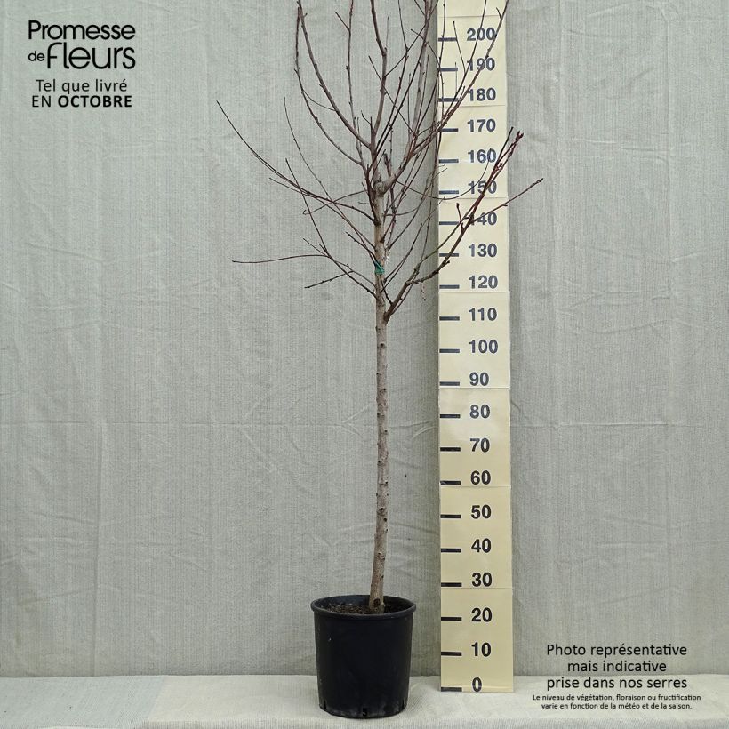 Prunus persica Amsden - Peach Tree 7.5L/10L pot, Half standard sample as delivered in autumn