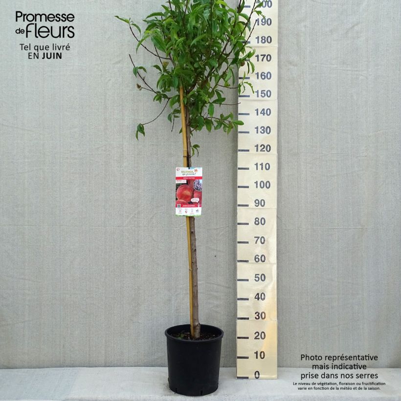 Prunus persica Amsden - Peach Tree sample as delivered in spring