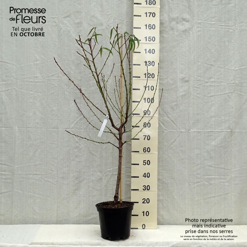 Prunus persica Amsden - Peach Tree 7.5L/10L pot, Goblet sample as delivered in autumn