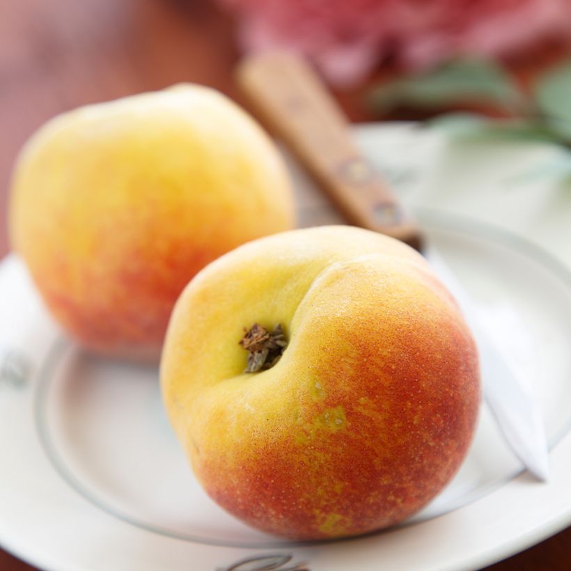 Prunus persica Belle Angevine - Organic Peach Tree (Harvest)