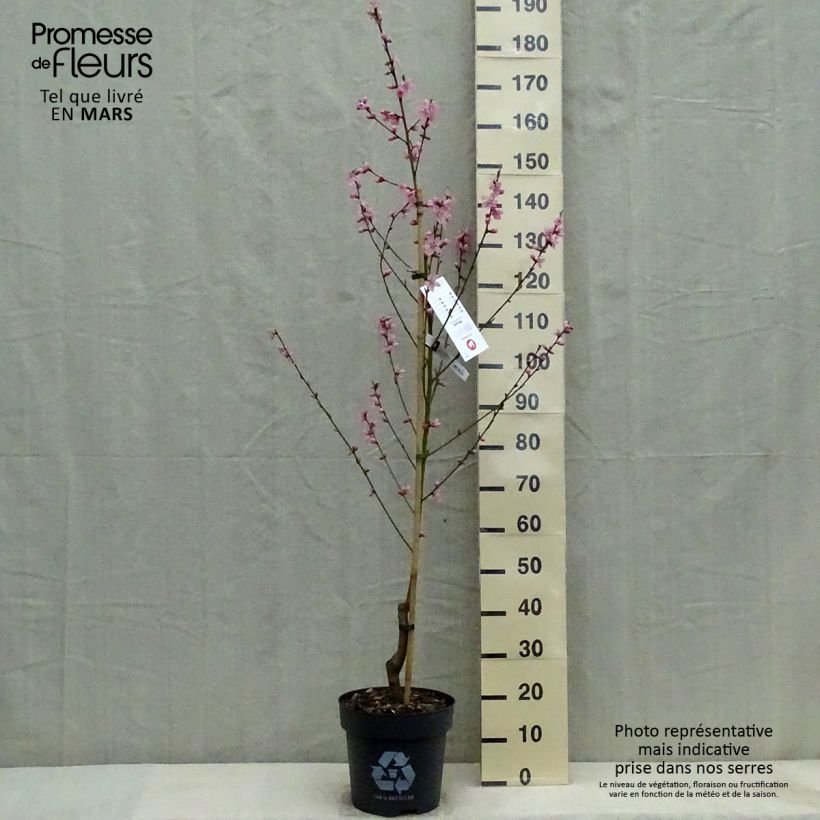 Prunus persica Benedicte - Peach Tree 7.5L/10L pot, Goblet sample as delivered in spring