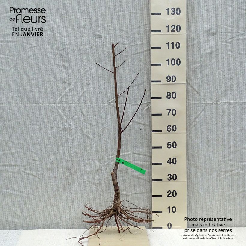 Prunus persica Charles Ingouf - Peach Tree Bare root, Scion sample as delivered in winter
