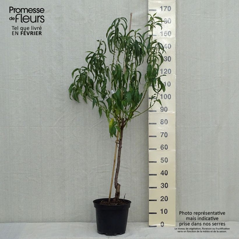 Prunus persica Charles Ingouf - Peach Tree 7.5L/10L pot, Goblet sample as delivered in autumn