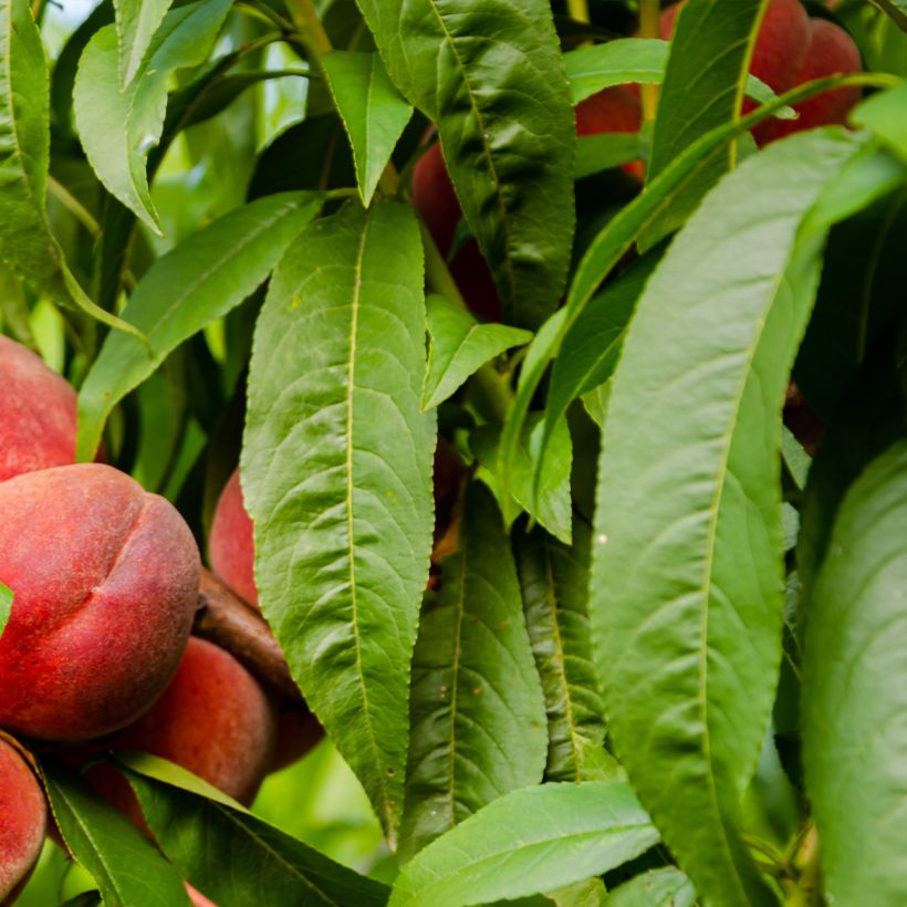 Prunus persica Charles Ingouf - Peach Tree (Foliage)