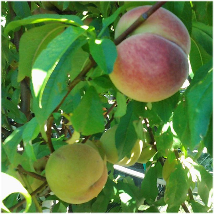 Prunus persica Charles Roux - Peach Tree (Harvest)
