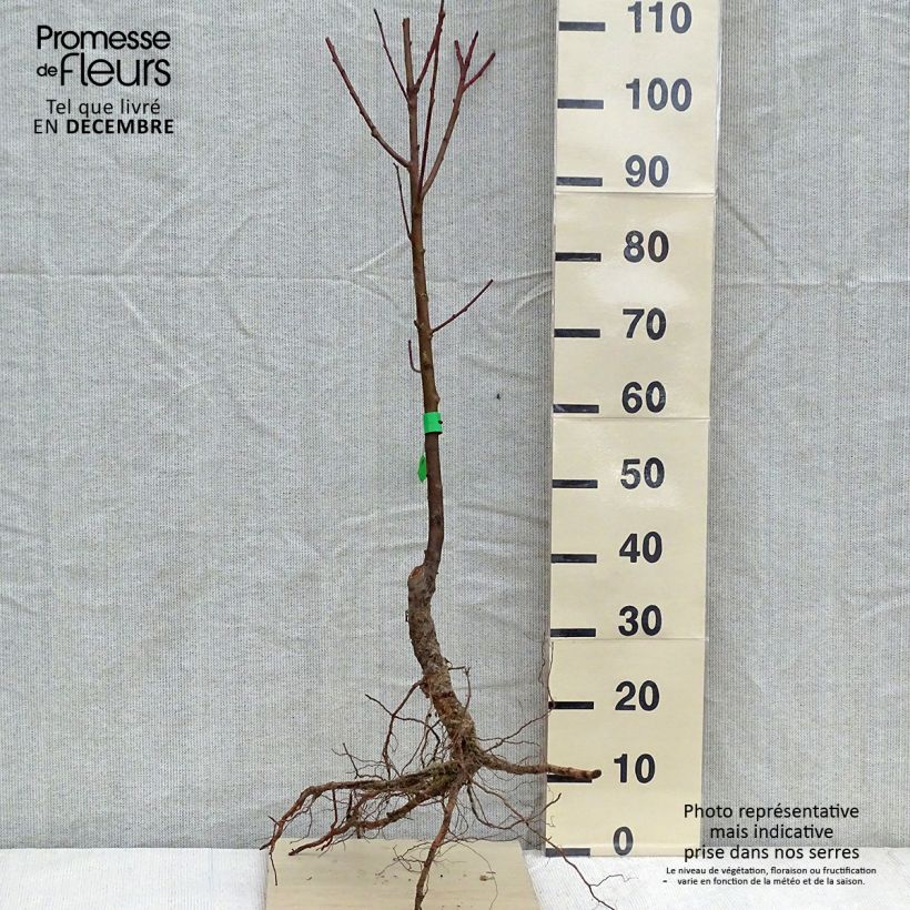 Prunus persica Bio Dixired - Peach Tree sample as delivered in winter