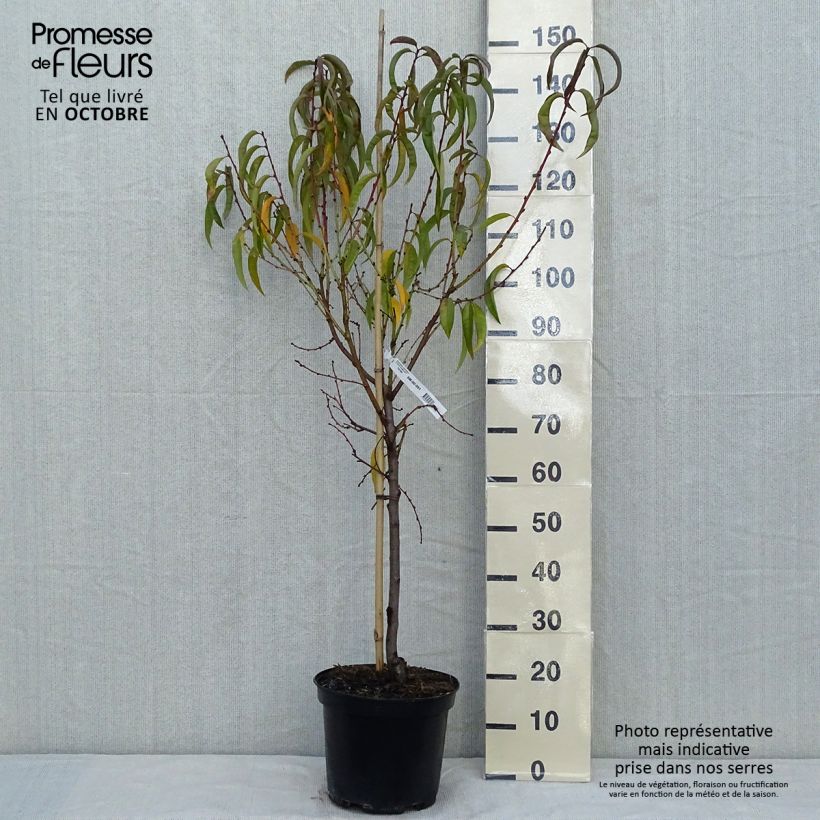 Prunus persica Dwarf Peach Dixired - Dwarf Peach Tree 7.5L/10L pot, Goblet sample as delivered in autumn