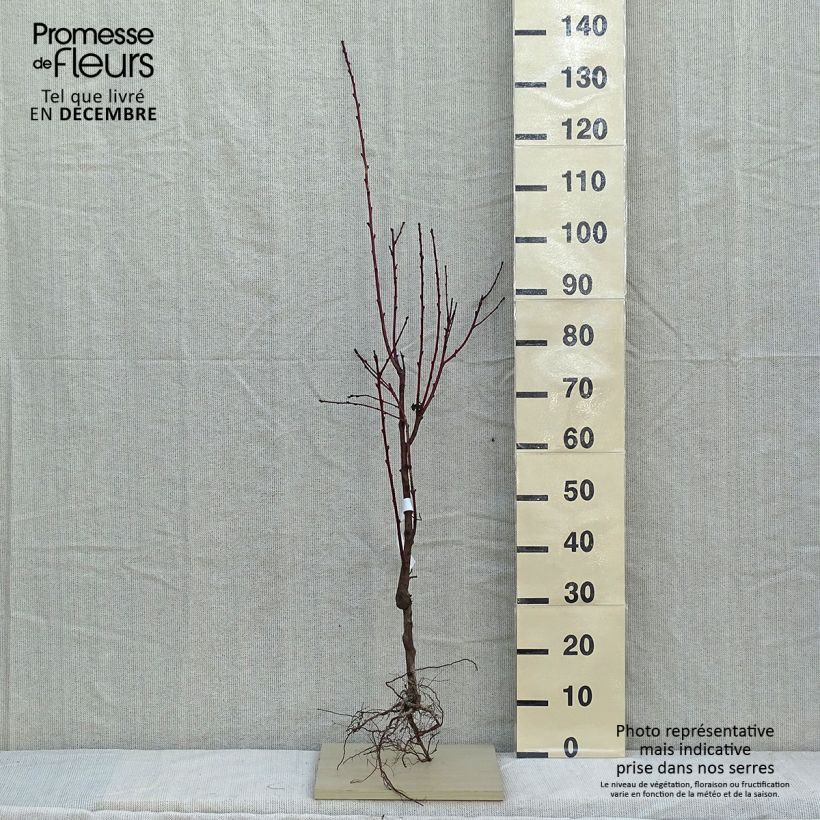 Prunus persica Fertile September - Peach Tree Bare root, Goblet sample as delivered in winter
