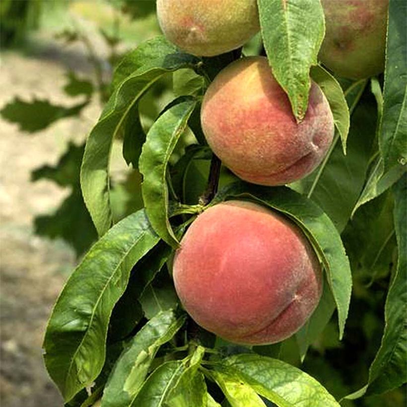 Prunus persica Grosse Mignonne - Peach Tree (Harvest)