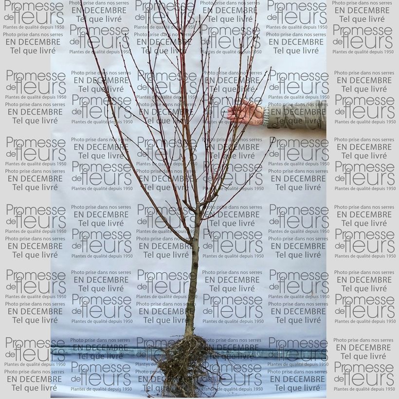 Example of Prunus persica Grosse Mignonne - Peach Tree Bare root, Goblet specimen as delivered