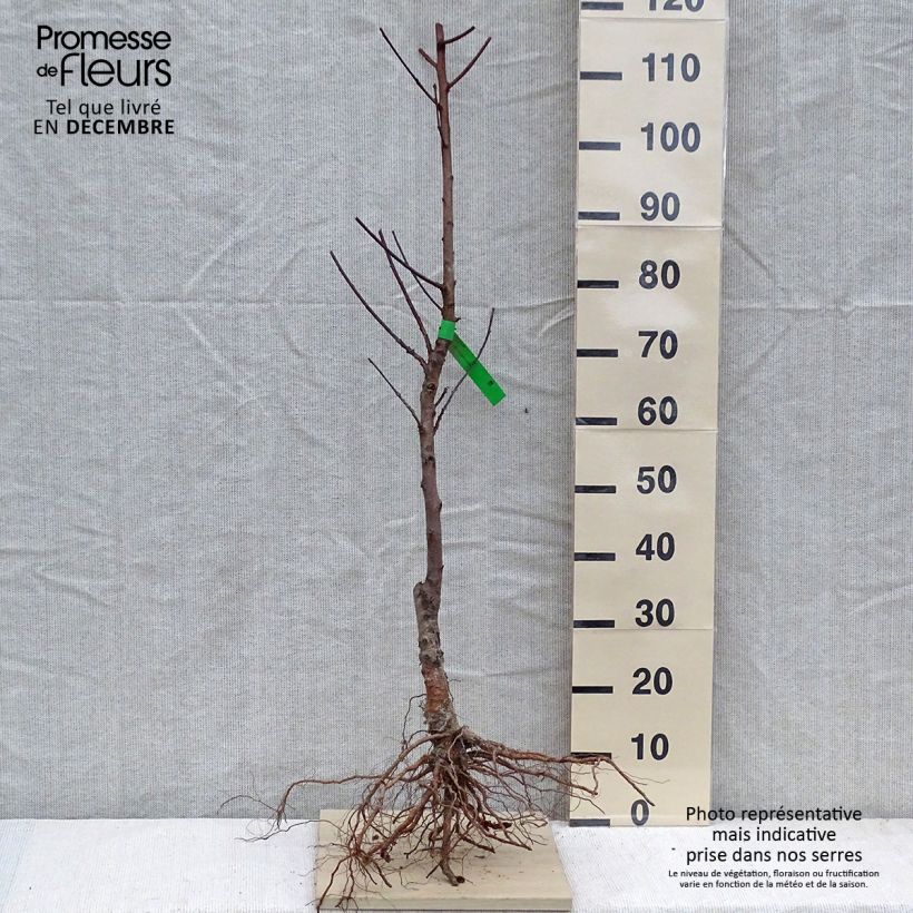 Prunus persica Grosse Mignonne - Organic Peach Tree Bare root, Scion sample as delivered in winter