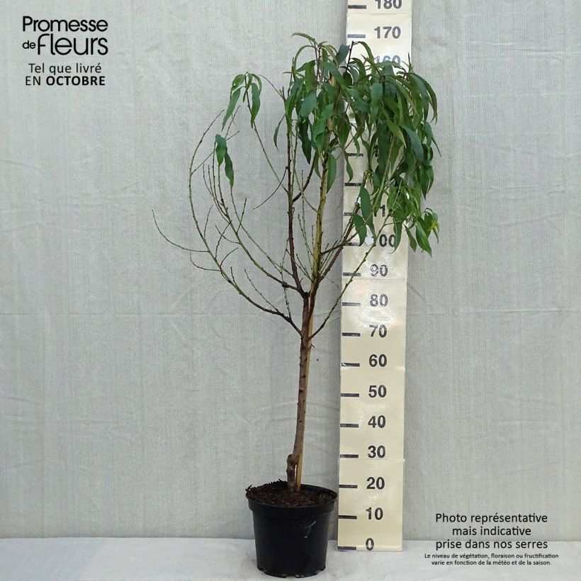 Prunus persica Grosse Mignonne - Peach Tree 7.5L/10L pot, Goblet sample as delivered in autumn